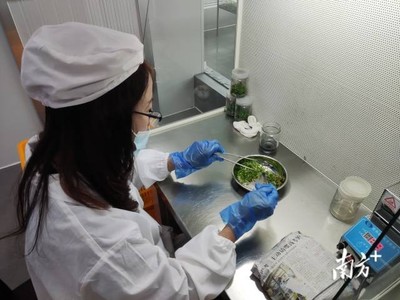 梅州 统筹涉农资金办大事，南药产业发展获生物科技研究强力支撑