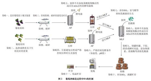 食品科学 西北农林科技大学刘延琳教授等 葡萄酒中生物胺的研究进展